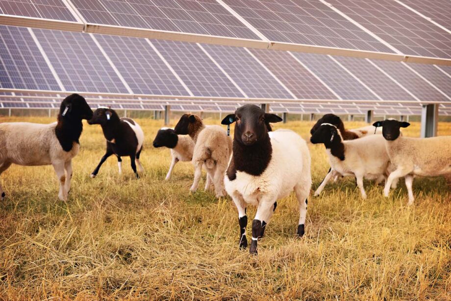 These sheep will serve as groundskeepers and mowers at the new solar array that will will provide power to Midland and Cedar Ridge schools under a solar services agreement with Entegrity.