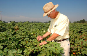 Fred Bourland, examines test plots for the University of Arkansas Division of Agriculture cotton variety testing program during a field day at the Lon Mann Cotton Research Station near Marianna.