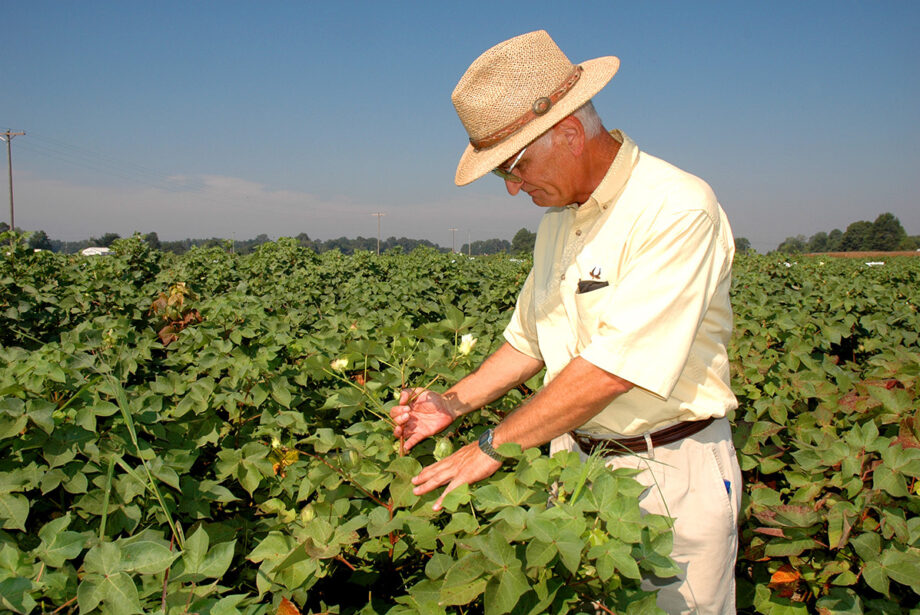 Fred Bourland, examines test plots for the University of Arkansas Division of Agriculture cotton variety testing program during a field day at the Lon Mann Cotton Research Station near Marianna.