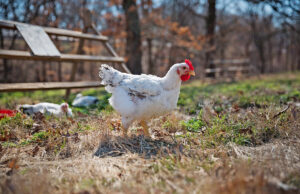 Cooks Venture, which grows heirloom chickens in Decatur, is a rare exception to the hiring crisis, reporting that its farm and 200-worker plant in Oklahoma are both well staffed.