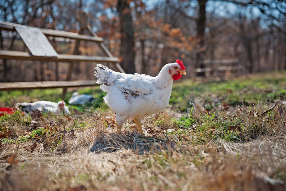 Cooks Venture, which grows heirloom chickens in Decatur, is a rare exception to the hiring crisis, reporting that its farm and 200-worker plant in Oklahoma are both well staffed.