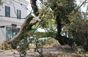 A fallen tree rests on electrical lines Sept. 2 near Audubon Park in New Orleans.