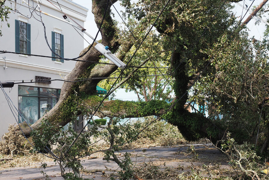 A fallen tree rests on electrical lines Sept. 2 near Audubon Park in New Orleans.