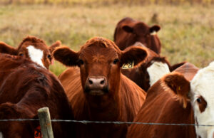 Red and white faced beef cattle on a farm.&nbsp;