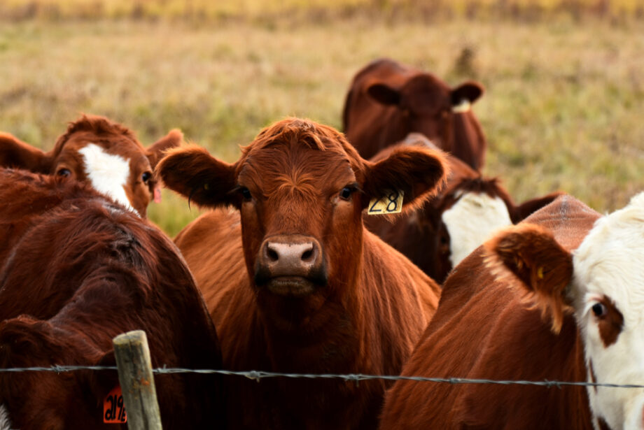 Red and white faced beef cattle on a farm.&nbsp;