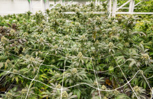 Majority owner Storm Nolan is listed in state records as sole owner of the River Valley Relief Cultivation center, but Nolan actually co-owns it with his brother, Kane Whitt, and the new arrangement was approved by a unanimous vote of the Medical Marijuana Commission in May.