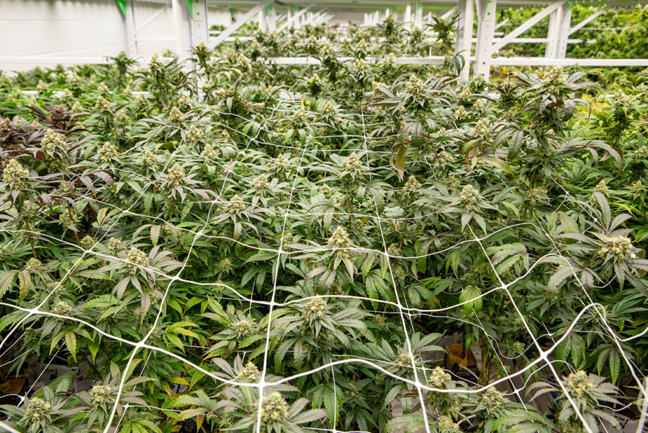 Majority owner Storm Nolan is listed in state records as sole owner of the River Valley Relief Cultivation center, but Nolan actually co-owns it with his brother, Kane Whitt, and the new arrangement was approved by a unanimous vote of the Medical Marijuana Commission in May.