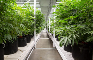 River Valley Relief Cultivation in Fort Smith offered a first glimpse inside its 25,000-SF grow facility in Fort Smith, where the company’s first medical marijuana crop was heading toward harvest.