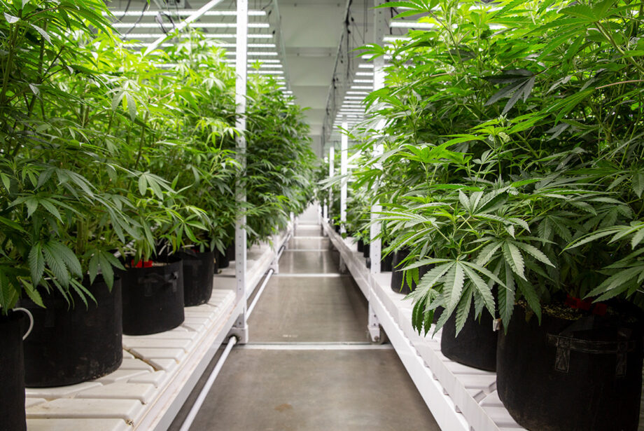 River Valley Relief Cultivation in Fort Smith offered a first glimpse inside its 25,000-SF grow facility in Fort Smith, where the company’s first medical marijuana crop was heading toward harvest.