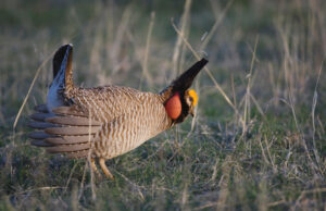 A file photo of a male prairie chicken in the Texas panhandle&nbsp;