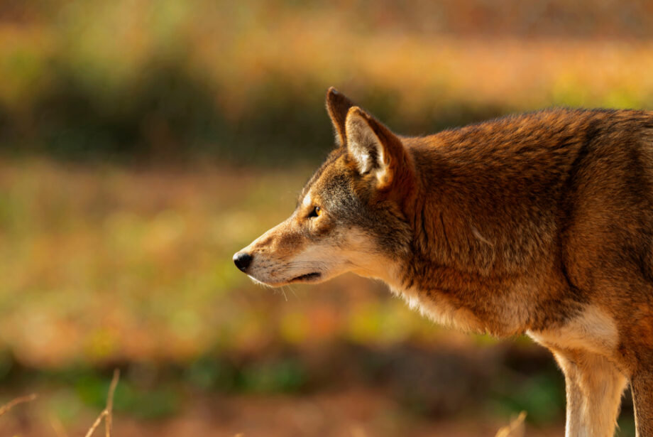 A red wolf, which is native to Arkansas and the southeast U.S.&nbsp;