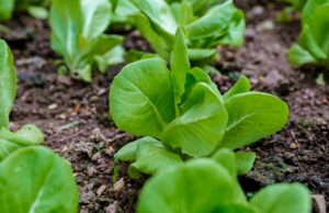 Rows of bok choy growing at a small organic farm in Thailand
