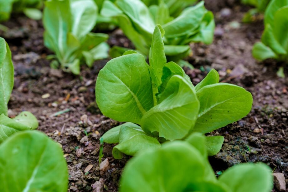 Rows of bok choy growing at a small organic farm in Thailand