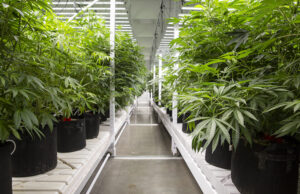 Marijuana plants grow in the River Valley Relief facility in Fort Smith.