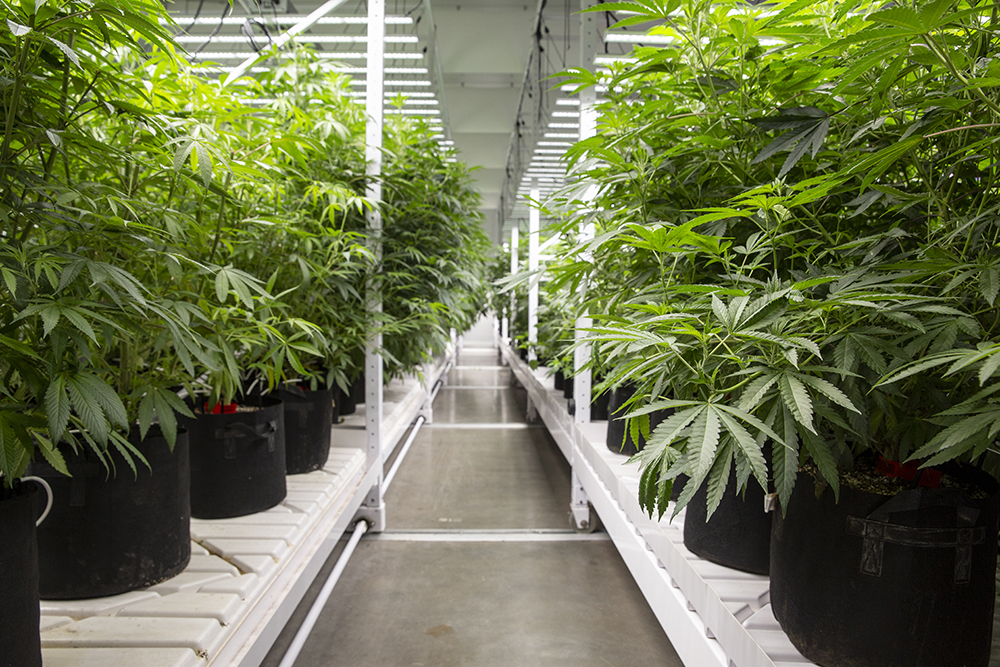 Settlement Reached, Fort Smith Cultivator Keeps License