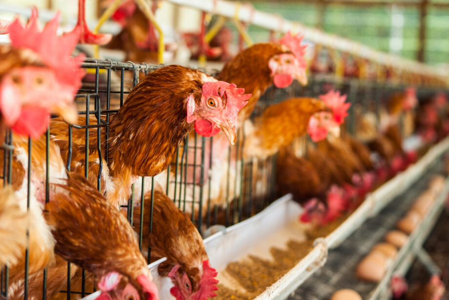 Bird Flu Still Taking Toll on Industry as 1.35 Million Chickens are ...