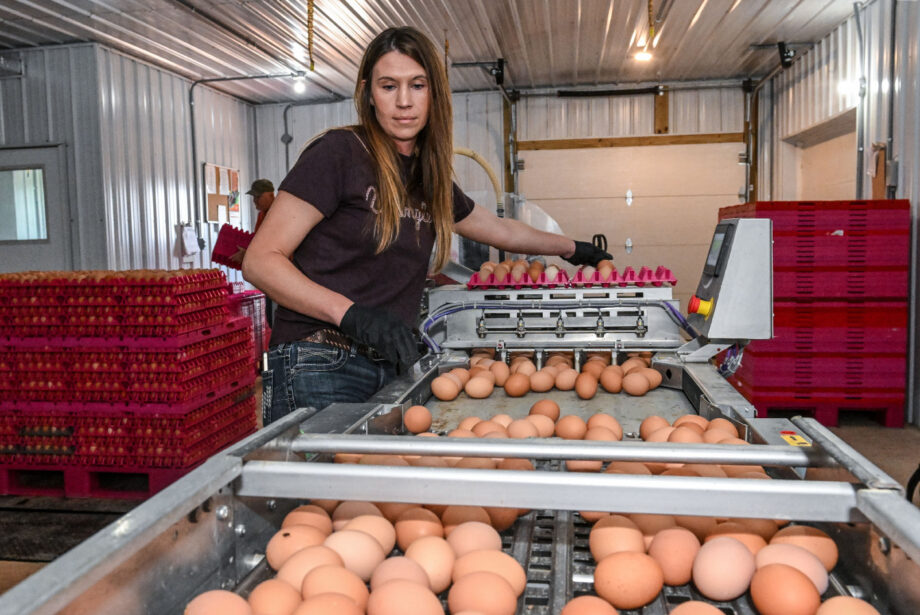 Bird Flu Outbreaks Continue to Disrupt US Egg Supply & Prices