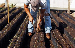 A farming partner of Rogers-based Onyx Coffee Lab, which focuses on equity and transparency in the coffee industry. The company achieved B Corp status in April. [PHOTO provided]