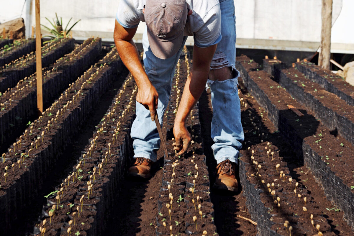 A farming partner of Rogers-based Onyx Coffee Lab, which focuses on equity and transparency in the coffee industry. The company achieved B Corp status in April. [PHOTO provided]