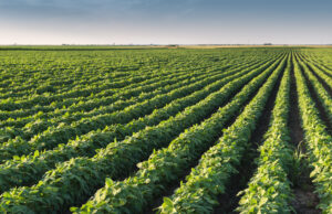 Desha County farmer William E. Palsa Jr. began farming in 2001. He filed for Chapter 7 bankruptcy in April.[shutterstock]