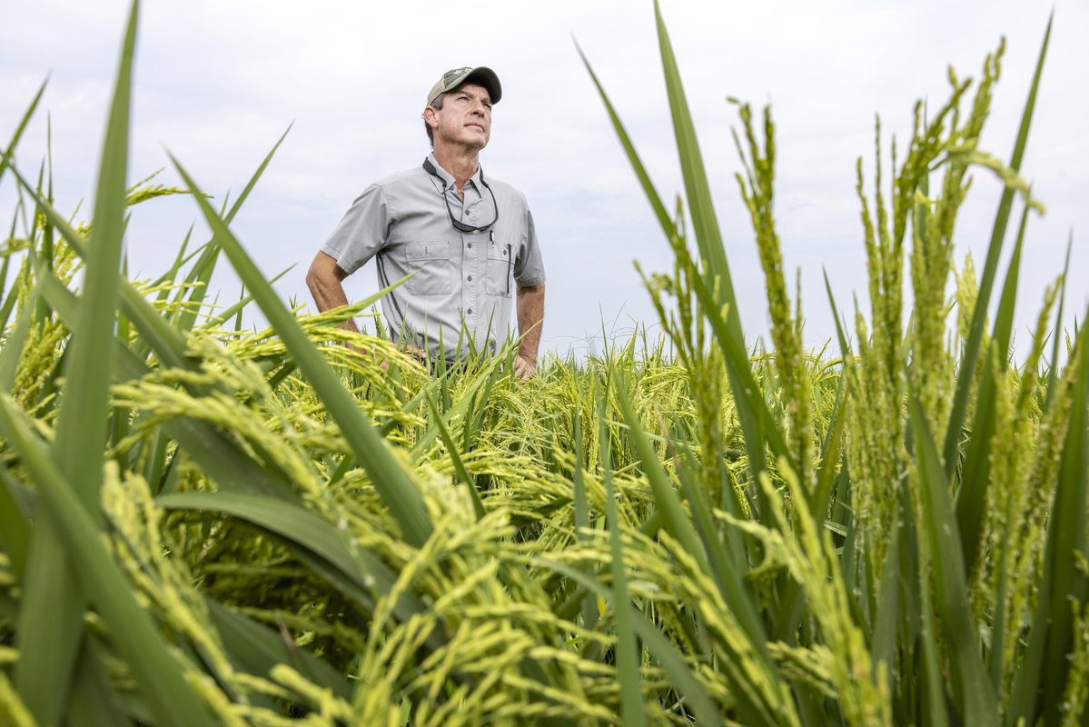 A Historic Rice Retreat Has Arkansas Industry Leaders Worried