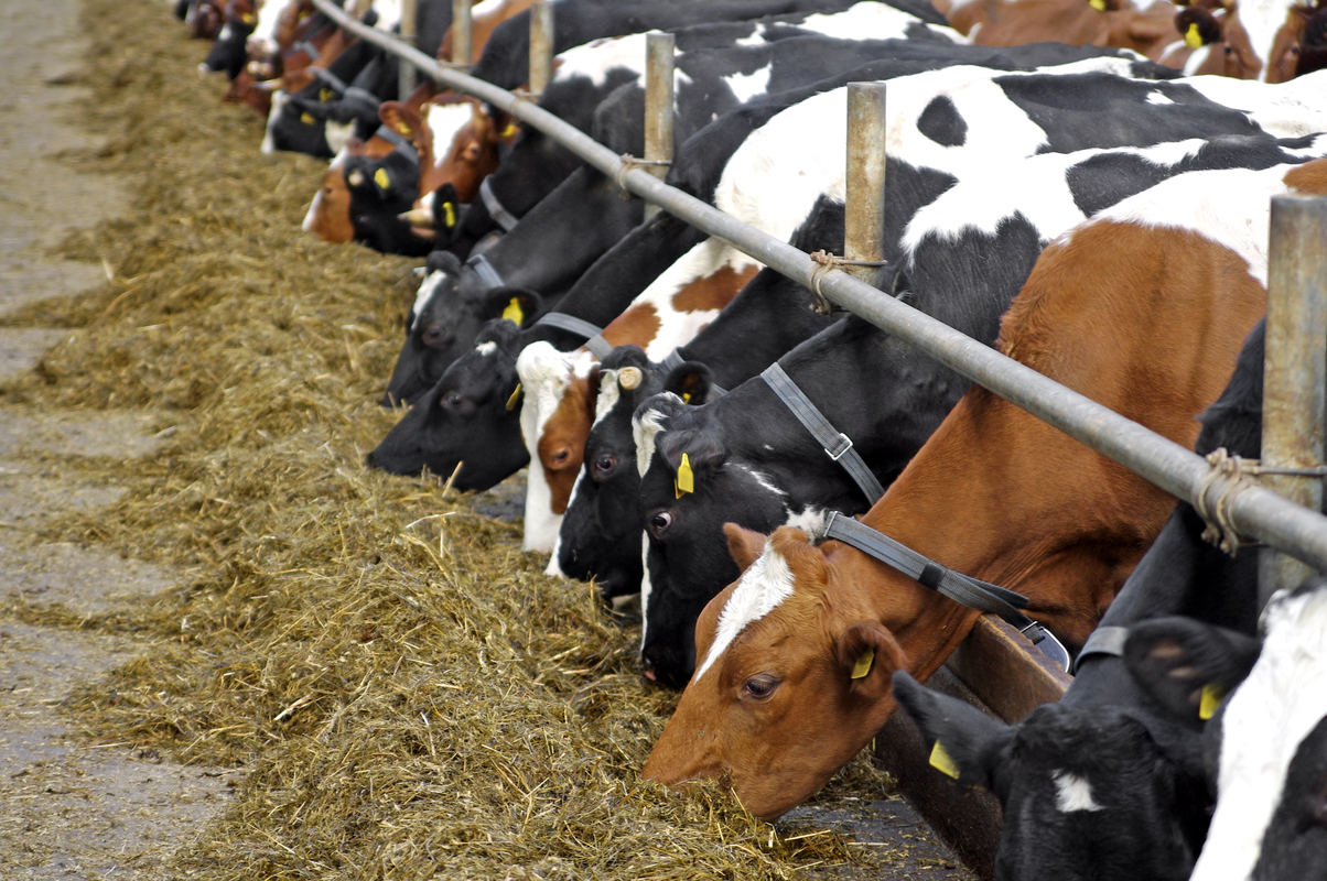 Trump & Ranchers Have a Beef (Hunter Field Editor's Note)